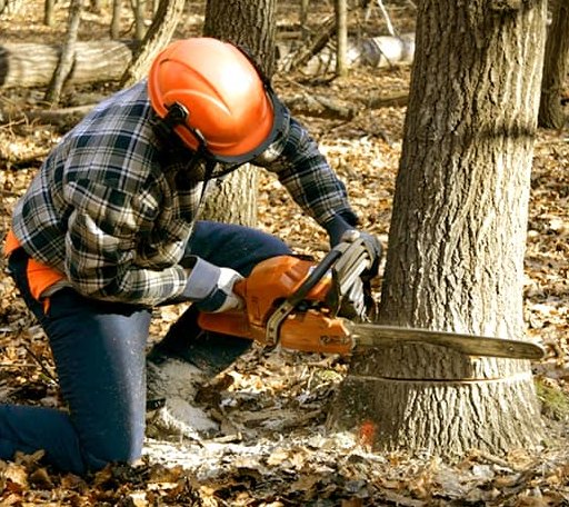Tree Removal in Howard, KS